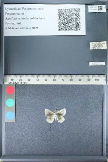 Media type: image;   Entomology 154859